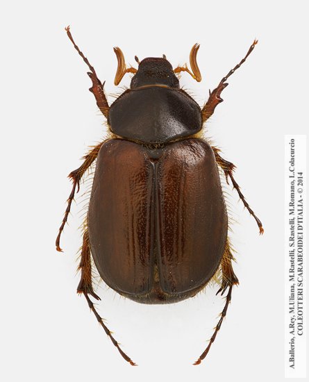 Elaphocera erichsoni, maschio